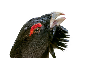 Western capercaillie (Tetrao urogallus) close-up portrait of male / cock showing red skin / wattle above eye and strong beak against white background