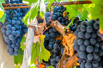 grapes on the vine
