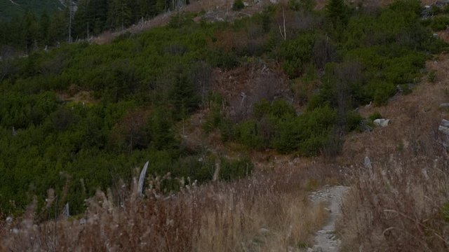 View to peaks "Koncista" and "Klin" on Slovak and Polish border, as seen from "Rackova" valley on autumn evening, camera going from forest up to mountains