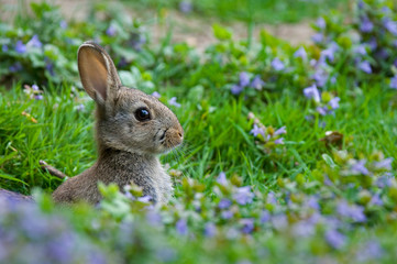 European rabbit (Oryctolagus cuniculus) appearing from burrow entrance in meadow with wildflowers in spring