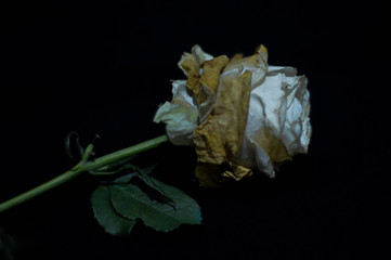 wilting white rose with some leaves in the black background  