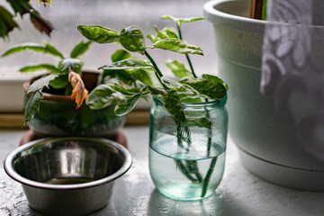Home plants and flowers on the old windowsill, different vegetation in vintage pots and glass jars with earth and water