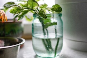 Home plants and flowers on the old windowsill, different vegetation in vintage pots and glass jars with earth and water