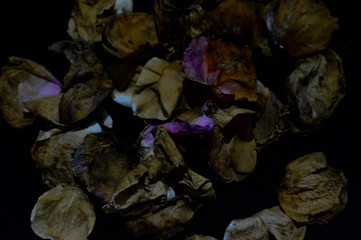 close up wilting petals rose in the black background