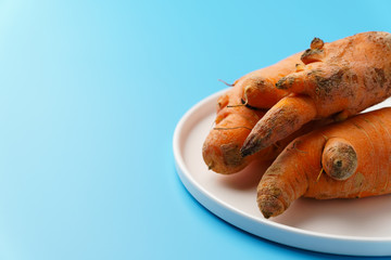 Three ugly carrots in a plate on a blue background. Zero food waste concept. Copy space.