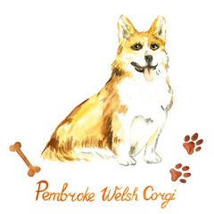 Pembroke Welsh Corgi sitting and looking with inscription, bone and paw imprints design elements, hand painted watercolor illustration, element for invitation, card, print, posters
