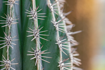 Cacti in the garden close up
