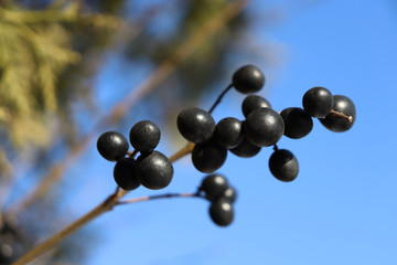 Black currant on a branch and a background of blue sky. Macro shot of black currant. Black currant