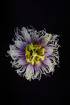 Passionflower on black, copyright Diana Koenigsberg 2019
