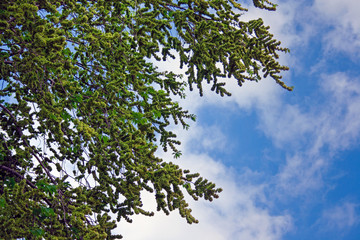 Branches of a large old linden tree with yellow flowers on a background of blue sky.