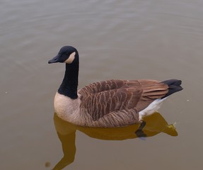 gęś © MS Photography