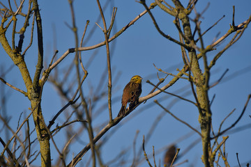 Yellowhammer ( Emberiza citrinella )