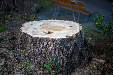 A white stump with a strong, strong bark