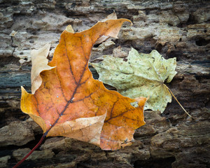 Intimate autumn macro of fallen log and maple leaf.