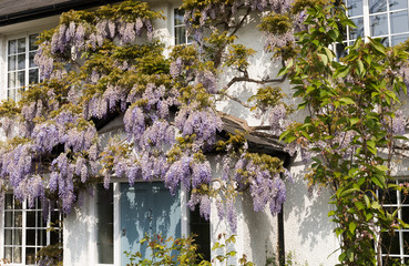 Impressive Blooming Lilac Wisteria Liana Tree Scene on Facade of Traditional English Cottage in...