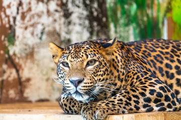 Leopard (latin name Panthera pardus kotiya) is resting on the wooden desk. Carnivorous predator, naturally living in Sri Lanka. Detail of beautiful animal beast