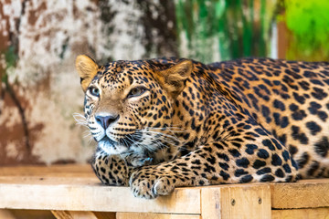 Leopard (latin name Panthera pardus kotiya) is resting on the wooden desk. Carnivorous predator, naturally living in Sri Lanka. Detail of beautiful animal beast