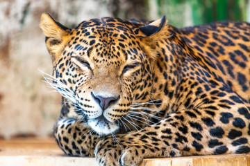 Fototapeta na wymiar Leopard (latin name Panthera pardus kotiya) is resting on the wooden desk. Carnivorous predator, naturally living in Sri Lanka. Detail of beautiful animal beast
