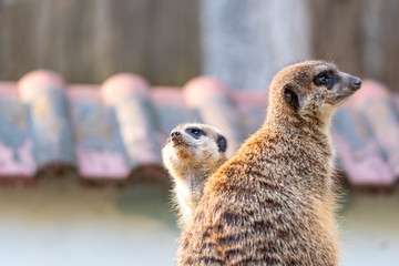 Common meerkat (Suricata suricatta) is guarding on the lookout tower. Watchful animal is standing on wooden trunk. Detail of cute creature naturally living in Africa. Small mammal animal
