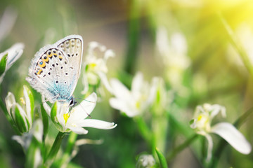 Fototapeta na wymiar cute blue butterfly sitting on white flowers, natural background, insect in nature, with a Sunny soft glow