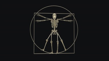 Vitruvian Skeleton - II - Clean Bones - Transparent Loop