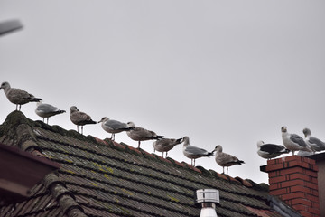 silvery gulls on the roof
