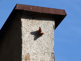 siedzący motyl © MS Photography
