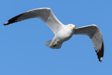 Ring-billed Seagull in Flight