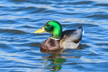 Waterfowl of Colorado. Male Mallard duck in a lake.