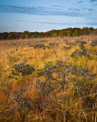 The tones of the autumn prairie glow in the light of a setting sun