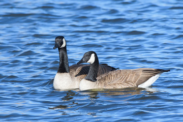 Common waterfowl of Colorado. Canada Geese swimming in a lake.