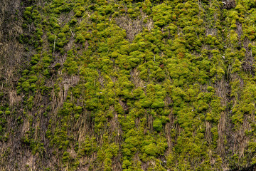Roof of an old wooden building covered with thatched roof and moss.