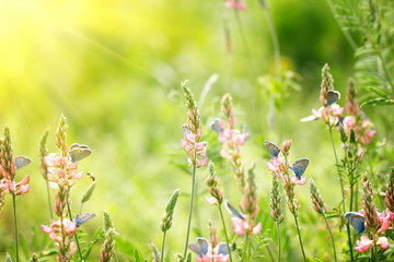 pink flowers on green background with blue butterflies, natural beautiful background , with soft yellow sun, behind the light