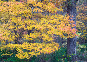 The vibrant color of a maple tree at the edge of the autumn woods.