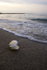 Muschel am Strand