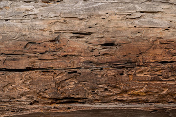 Fototapeta na wymiar Texture od wooden planks. Wall made of antique wood. Raw wood after century. Wood damaged by bark beetles.