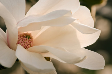 A close up isolated view of a white spring magnolia blossom. © Mark Baldwin