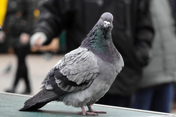 One pigeon looks intently at the camera against the background of the city of blurred. The dove looks towards the camera.