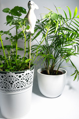 Green potted plant, trees in the pot isolated on white background