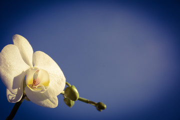 Romantic white orchid flower against a blue clear sky in the left corner of the leaf. There is a place for text