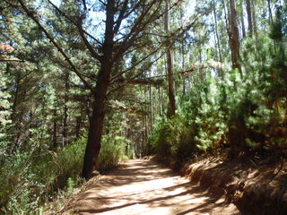 Camino por el bosque