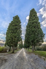 Fototapeta na wymiar Tree-lined avenue with cypresses typical of Tuscany