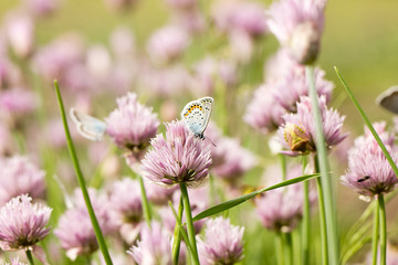 blue butterflies on pink flowers, spring season
