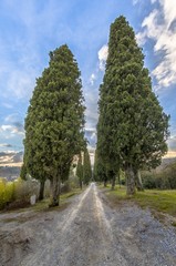 Tree-lined avenue with cypresses typical of Tuscany