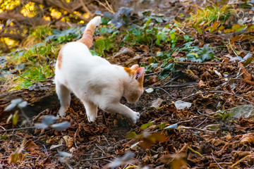 A candid shot of a young stray cat digging something in the ground in an autumn park