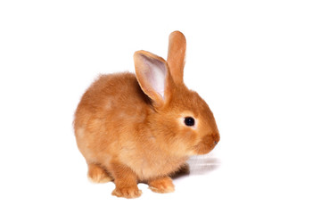 Little red rabbit, isolated on white background. Easter bunny.