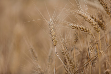 Grain field close up