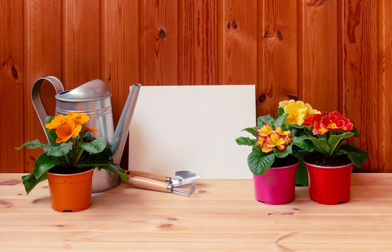 Empty card for your text, watering can, gardening tools and primula flowers on wooden background. View with copy space.