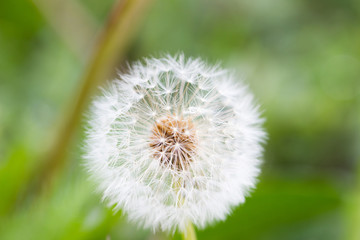 white dandelion, closeup, natural spring background