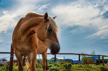 horse in the field © Александр Ульман